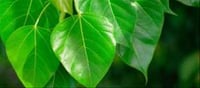 Peepul Leaves Contain Medicinal Residences That Are Effective In Treating Those Illnesses